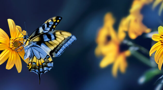 Small yellow bright summer flowers and bee on a background of blue and green foliage in a fairy garden. Macro artistic image. Banner format.